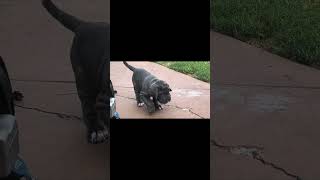 Neapolitan mastiff pups [upl. by Tecla]