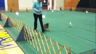 AKC Rally Novice A  Perfect Score Brussels Griffon  Instinct Dog Training NYC [upl. by Margery]