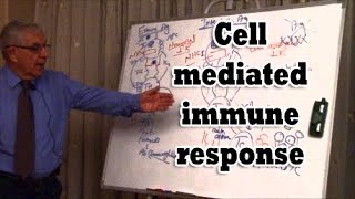 Cell mediated immune response [upl. by Atiuqad741]