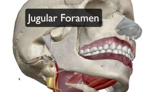 Cranial Nerves 7 12 Part 2 [upl. by Gaskill]