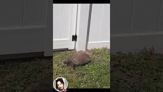 I found this tortoise in my yard 11142024 [upl. by Ykcub550]