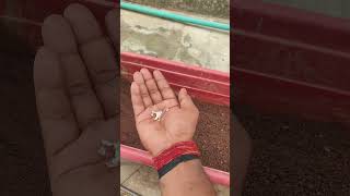 Grow ACROCLINIUM from seed 🌰💐🌺🌼 subscribe flowers like share trending viral video [upl. by Ilek]