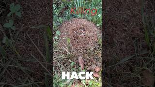 How to use WATER to kill Ants [upl. by Alimak]