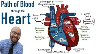 Path of Blood Flow through the Heart  Step by step through every chamber valve and major vessel [upl. by Anika]