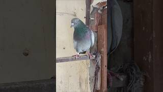 Hamare ghar ke hare kabutar pigeon love shayari [upl. by Atinej]