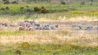 Gray wolves of Yellowstone National Park [upl. by Anoj]