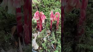 Pinesap Fungus Flowers Monotropa hypopitys [upl. by Dnomyaw]