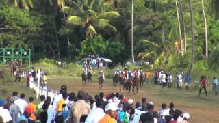 GUYANA HORSE RACING Norman Singh Memorial Turf ClubArima Park [upl. by Nilerual]