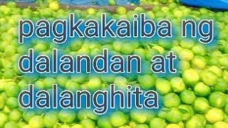 Difference between DALANDAN and DALANGHITA more juice libottutorials [upl. by Mulderig519]