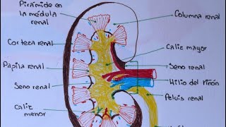 ANATOMÍA DEL RIÑÓN PARTE 2 [upl. by Ahsieyt31]