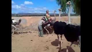 Riding a ostrich at Highgate ostrich farm in Oudtshoorn [upl. by Neehsuan]