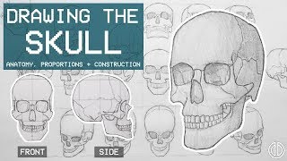 Drawing The SKULL  Anatomy Proportions amp Construction  Anatomy 1 [upl. by Daphne]