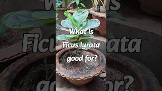 Benifits of Ficus Lyrata [upl. by Ahsiret]