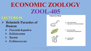 Cestodes amp Trematodes Helminthic Parasites of Human Helminths Tapeworm Liverfluke Schistomoa [upl. by Divadleahcim]