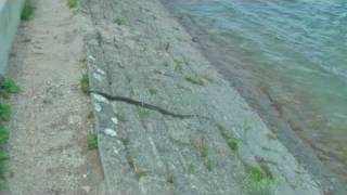 Schlange im Bodensee  Snake at Lake Constance [upl. by Bernetta189]