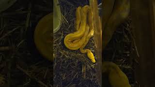 Reticulated python [upl. by Einnoj590]