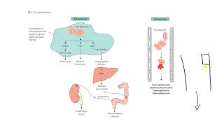 5 Normocytic Anemia Part 21 Hemolytic  Classification and labs  سيكون هناك دماء [upl. by Pudendas]