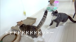 新しい猫のおもちゃ買ったら遊んでくれて嬉しい【猫グッズ課金】 [upl. by Rehpotsrik]