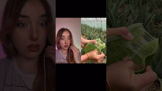 Aloe Vera Asmr FAST perfekt 😂 [upl. by Eirbua105]