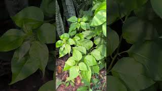 Leaves of Bougainvillea spectabilis [upl. by Alleram]