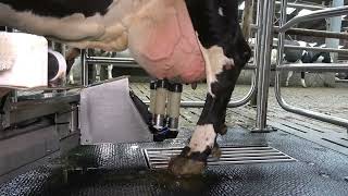 Merlin2G Robotic Milking by AMS Galaxy [upl. by Oludoet919]