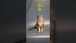 Afrodita maine coon kitten female for adoption Purebred Kitties [upl. by Adraynek]