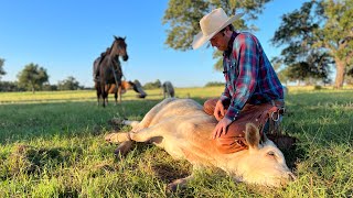 One man pasture doctoring  Low stress stockmanship  Pasture roping [upl. by Thoer710]