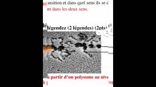 exemple sur un examen de biologie cellulaire L1 S1 ❤️🥀🧬🦠 [upl. by Yznyl]