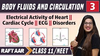 Body Fluids and Circulation 03  Electrical Activity of Heart  ECG  Class 11NEET  RAFTAAR [upl. by Adnik412]