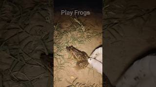 Boing boing catching froggy funny  wep wep catch frogs make you laugh Part 30 [upl. by Ttebroc202]