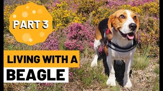 Living With a Beagle  Compilation Part 3 [upl. by Hnao464]