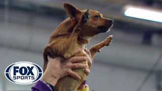 Best of the 2018 Masters Agility Championships  WESTMINSTER DOG SHOW 2018  FOX SPORTS [upl. by Mendive]