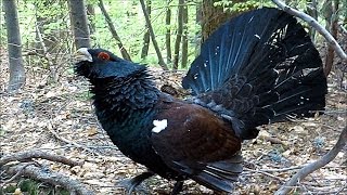 Veliki divji petelin Tetrao urogallus poje in se šopiri  Auerhahn Tanz  Capercaillie dancing [upl. by Eniaj721]