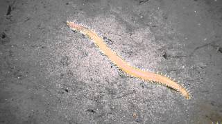 Huge polychaete worm [upl. by Bullion]