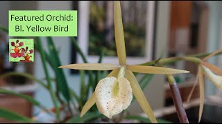 Featured Orchid Bl Yellow Bird  Color Shifting Orchid Bloom  Hardy Easy Growing Orchid [upl. by Elon398]