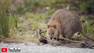 Vidéo 29  Le quokka est un petit marsupial [upl. by Forester]