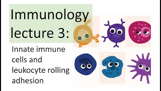 Immunology Lecture 3  Innate immune cells  Leukocyte rolling adhesion [upl. by Dirrej129]