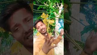 Ciate chudiyan fail ho jaaye secunder Maurya ji ka gana 2024 ka naya song bhojpuri hamarjila [upl. by Etteraj]