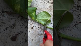 Pothos 🌱 youtubeshorts pothos plants flowers gardening shorts short yt ytshort [upl. by Radloff530]