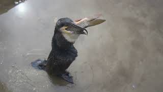 How does a cormorant swallow a big carp [upl. by Ellenrahc]