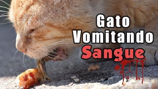 gato VOMITANDO SANGUE  o que fazer [upl. by Anallese60]