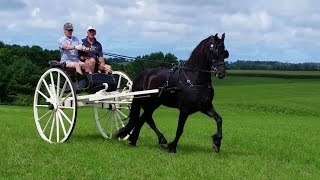 Friesian horses in Canada [upl. by Natelson]