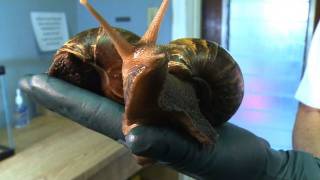 Attack of the Giant African Snails [upl. by Beedon]