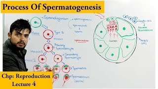 Spermatogenesis  How sperm cells are produced [upl. by Bokaj]