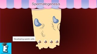 Spermatogenesis Learn for Children and Kids  EDUKID Learning [upl. by Elrae]