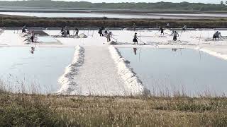 Extracting Salt at Hambantota Salterns  June 2023 [upl. by Anil107]