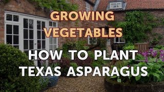 How to Plant Texas Asparagus [upl. by Frost]