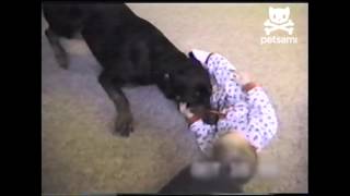 Baby attacked by doggie the tickle monster [upl. by Pembroke742]