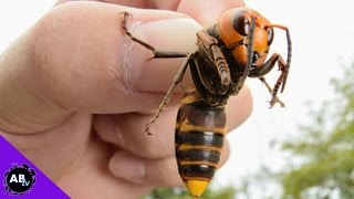 5 Insane Insects Found In The Wild 5 Weird Animal Facts  Ep 48 [upl. by Elyr838]