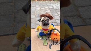 Mosy’s first time Trick or Treating 🤠🎃 Are you serious pug dog halloween [upl. by Clay]